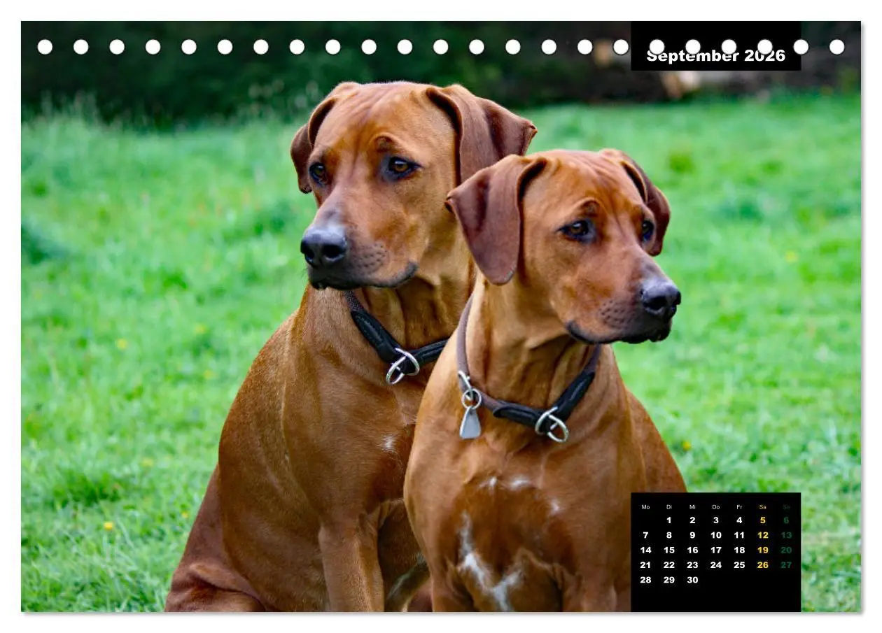 Bild: 9783457563229 | Rhodesian Ridgeback, Charmante Herzensbrecher (Tischkalender 2026...