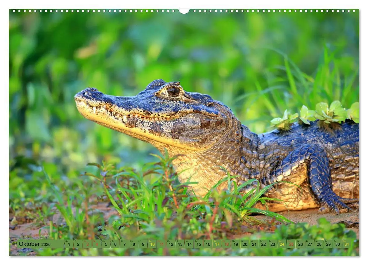 Bild: 9783457703229 | Krokodile in der Wildnis (hochwertiger Premium Wandkalender 2026...