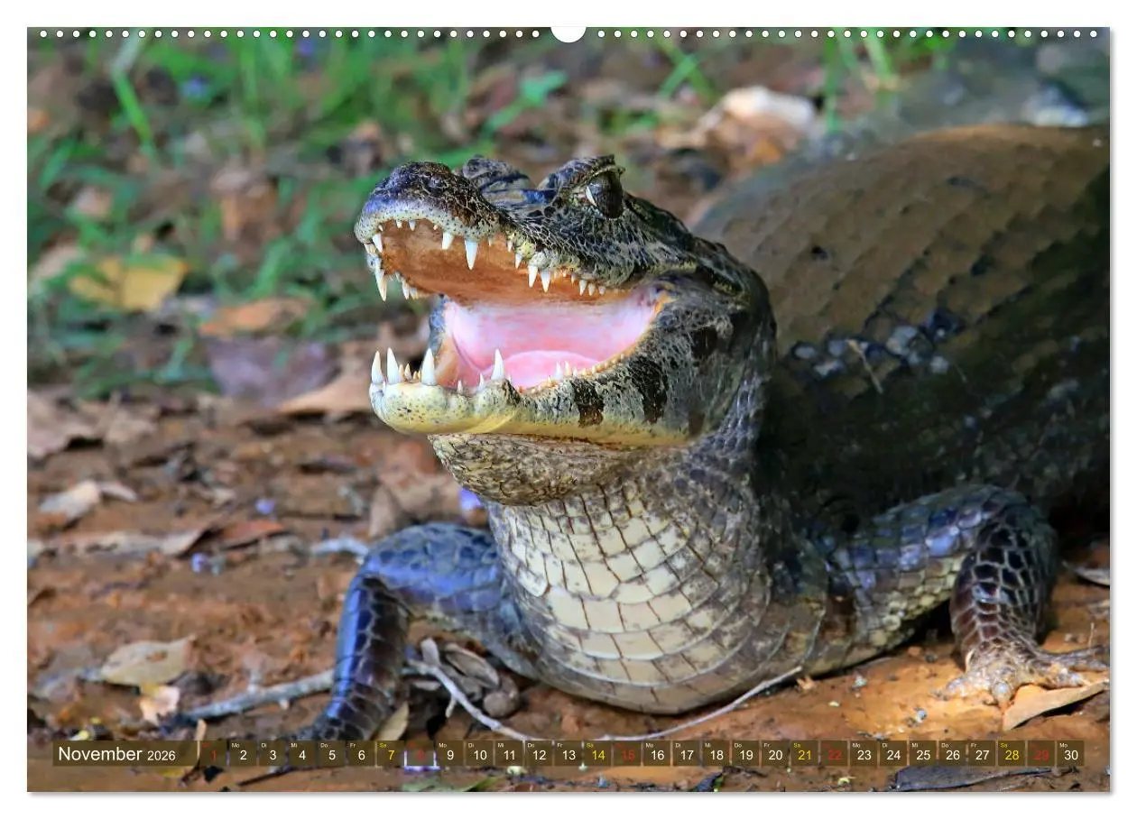 Bild: 9783457703229 | Krokodile in der Wildnis (hochwertiger Premium Wandkalender 2026...
