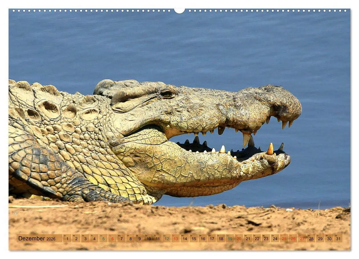 Bild: 9783457703229 | Krokodile in der Wildnis (hochwertiger Premium Wandkalender 2026...