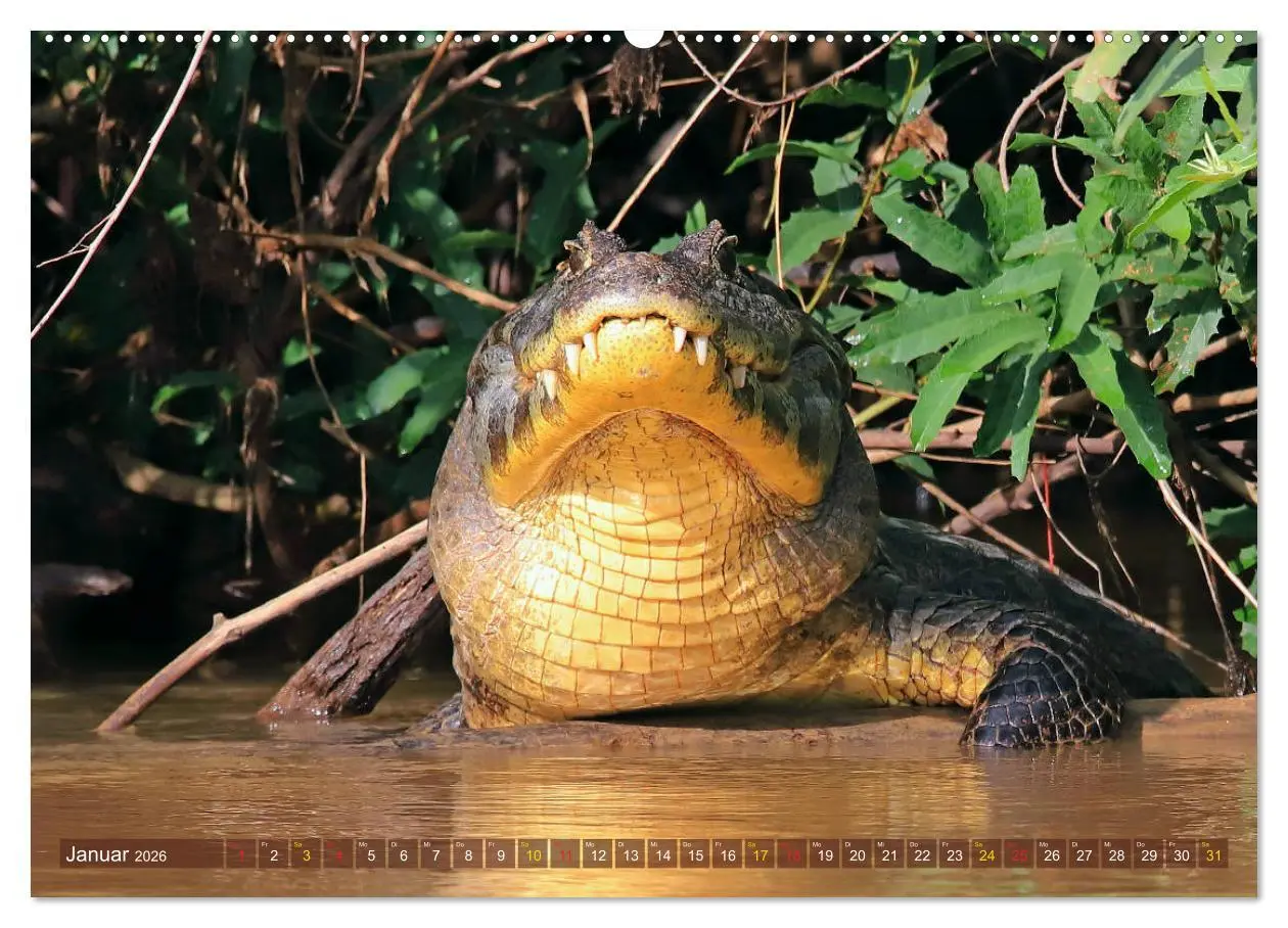 Bild: 9783457703229 | Krokodile in der Wildnis (hochwertiger Premium Wandkalender 2026...