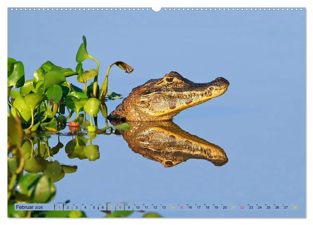Bild: 9783457703229 | Krokodile in der Wildnis (hochwertiger Premium Wandkalender 2026...