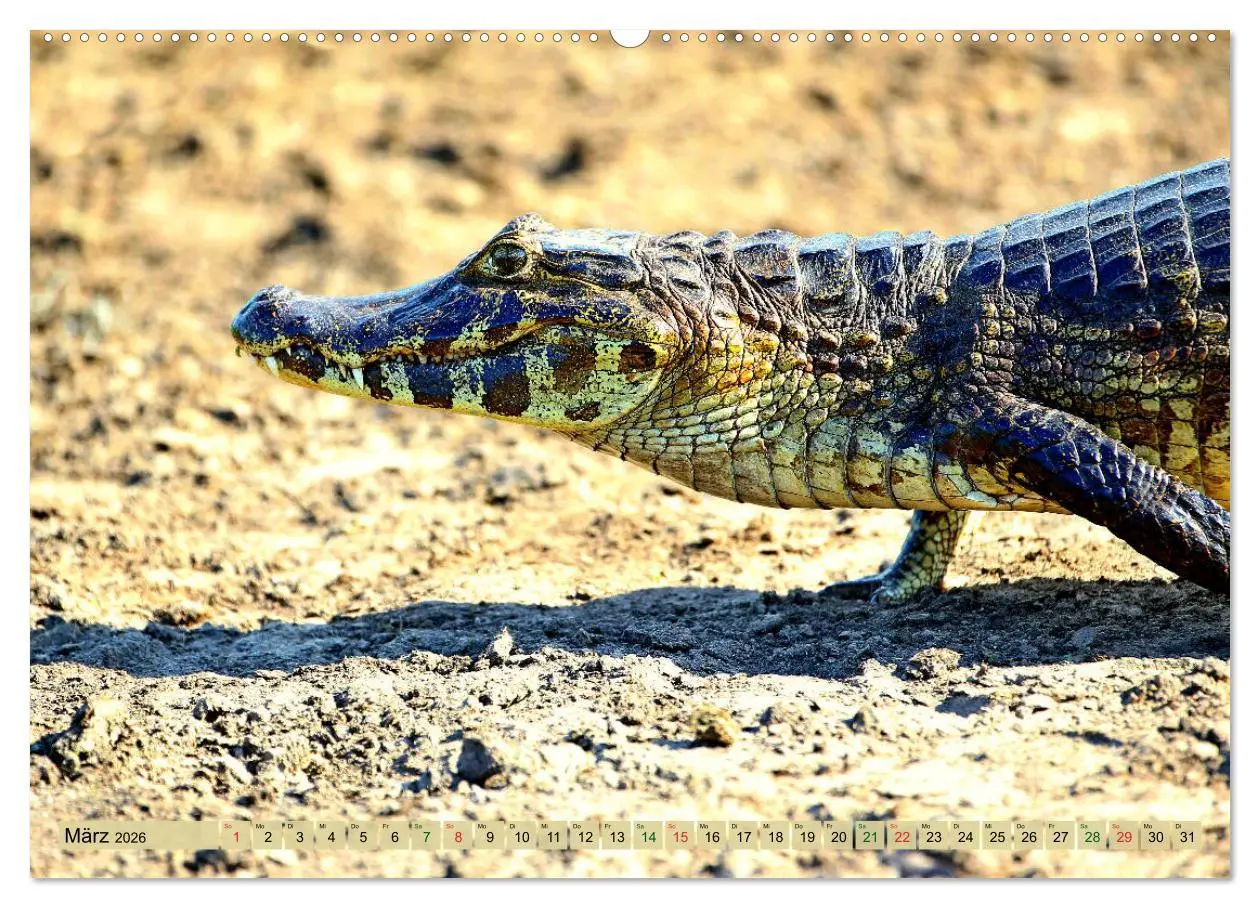Bild: 9783457703229 | Krokodile in der Wildnis (hochwertiger Premium Wandkalender 2026...