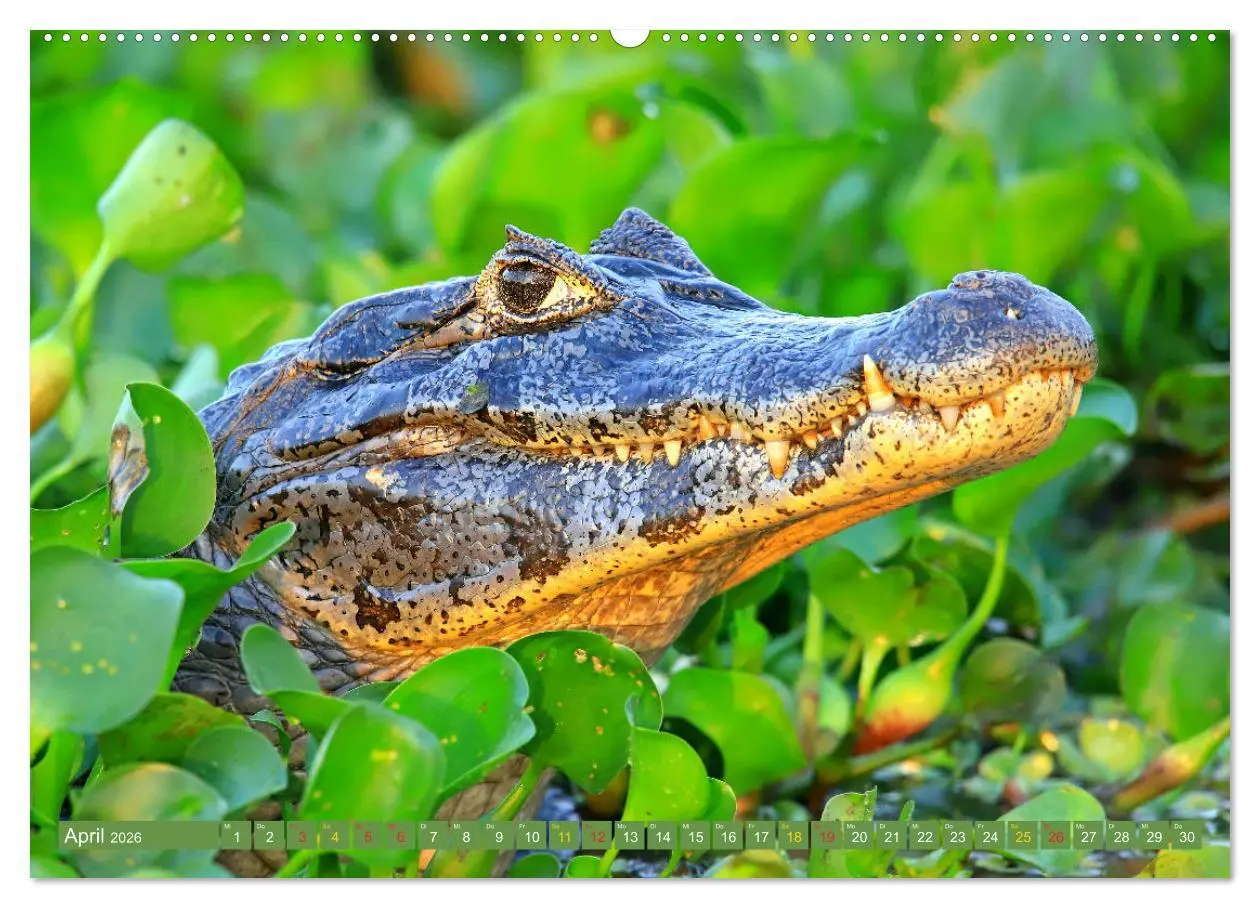 Bild: 9783457703229 | Krokodile in der Wildnis (hochwertiger Premium Wandkalender 2026...