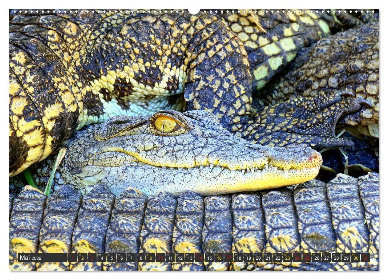 Bild: 9783457703229 | Krokodile in der Wildnis (hochwertiger Premium Wandkalender 2026...