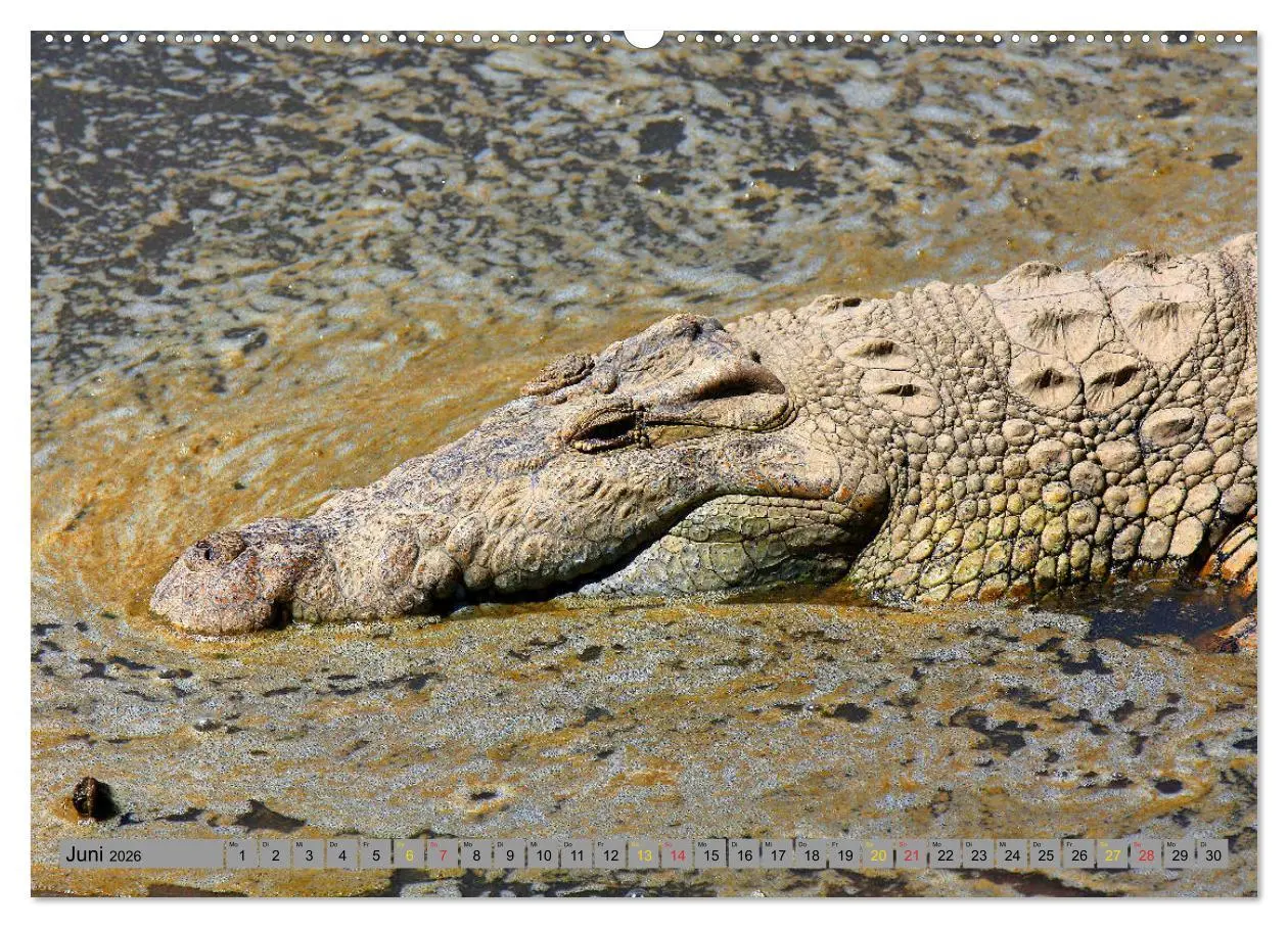 Bild: 9783457703229 | Krokodile in der Wildnis (hochwertiger Premium Wandkalender 2026...