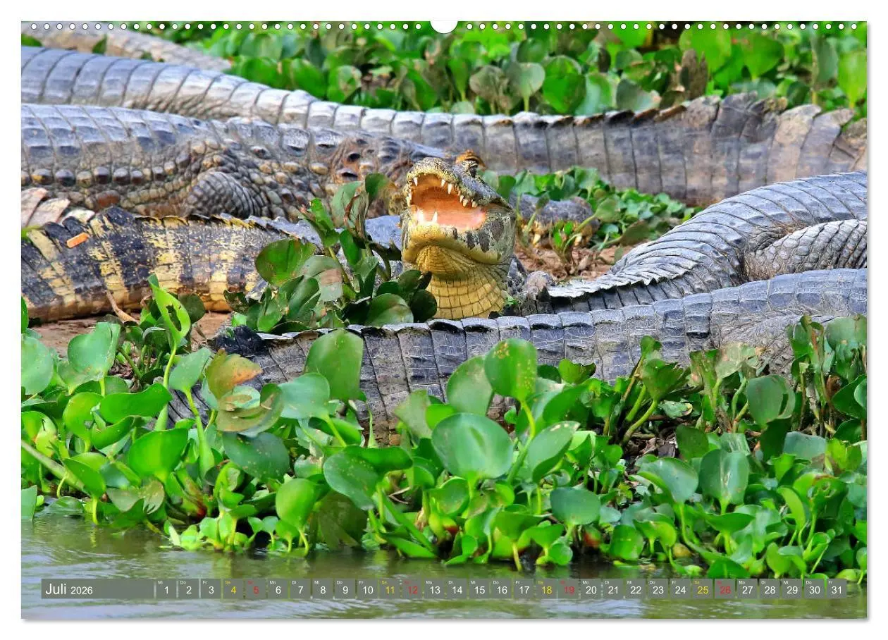 Bild: 9783457703229 | Krokodile in der Wildnis (hochwertiger Premium Wandkalender 2026...