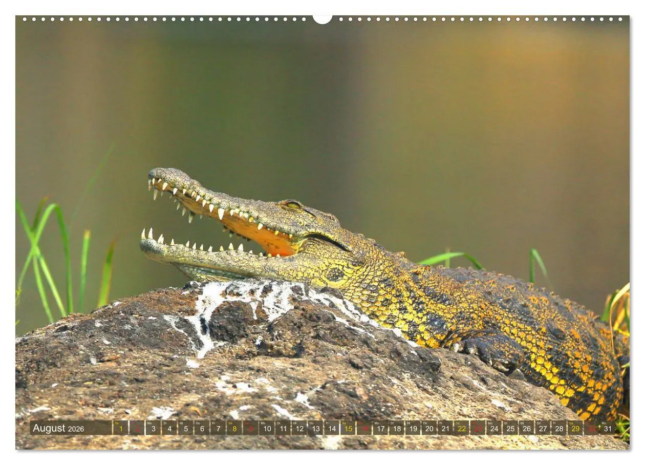 Bild: 9783457703229 | Krokodile in der Wildnis (hochwertiger Premium Wandkalender 2026...
