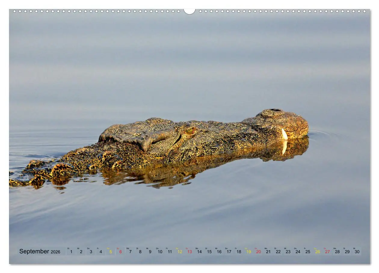 Bild: 9783457703229 | Krokodile in der Wildnis (hochwertiger Premium Wandkalender 2026...