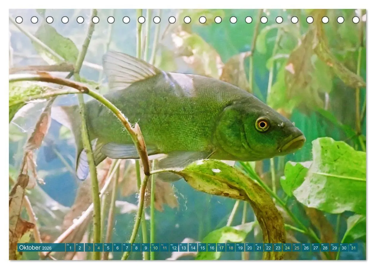 Bild: 9783457943229 | Fische in Teichen und Flüssen (Tischkalender 2026 DIN A5 quer),...