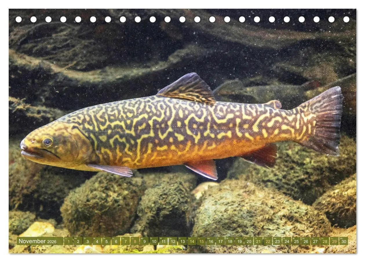 Bild: 9783457943229 | Fische in Teichen und Flüssen (Tischkalender 2026 DIN A5 quer),...