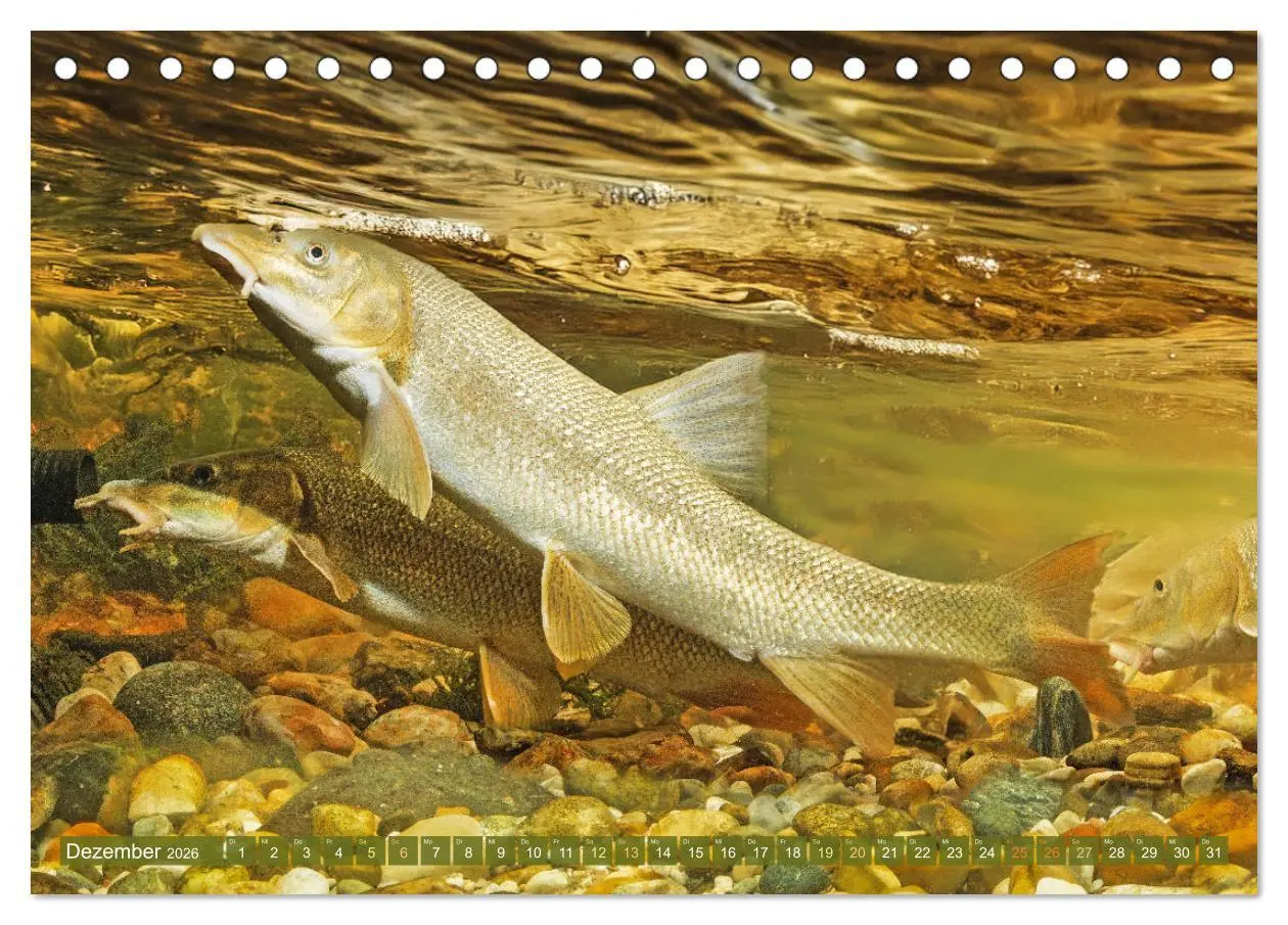 Bild: 9783457943229 | Fische in Teichen und Flüssen (Tischkalender 2026 DIN A5 quer),...