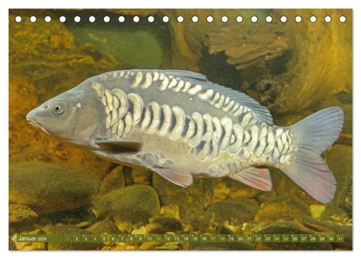 Bild: 9783457943229 | Fische in Teichen und Flüssen (Tischkalender 2026 DIN A5 quer),...
