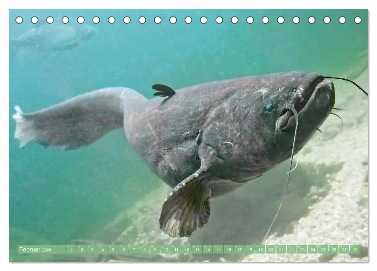 Bild: 9783457943229 | Fische in Teichen und Flüssen (Tischkalender 2026 DIN A5 quer),...
