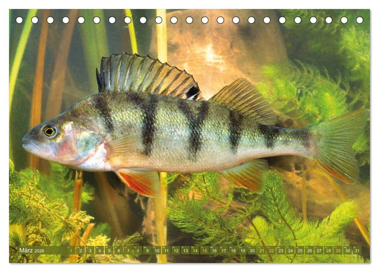 Bild: 9783457943229 | Fische in Teichen und Flüssen (Tischkalender 2026 DIN A5 quer),...