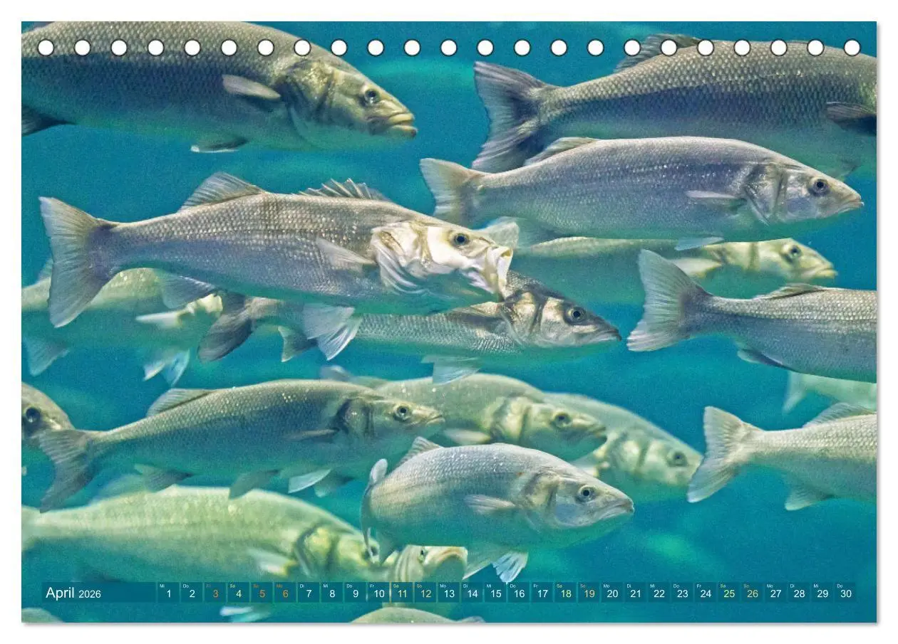Bild: 9783457943229 | Fische in Teichen und Flüssen (Tischkalender 2026 DIN A5 quer),...