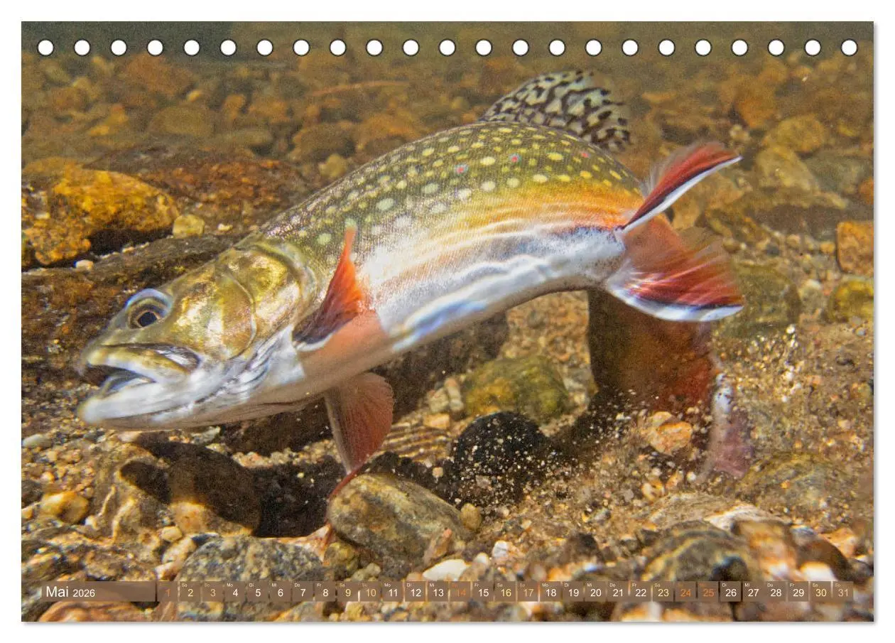 Bild: 9783457943229 | Fische in Teichen und Flüssen (Tischkalender 2026 DIN A5 quer),...