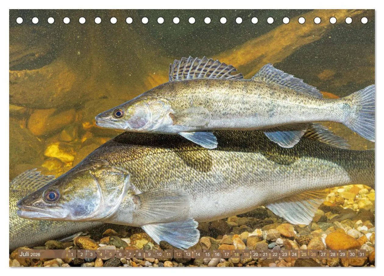 Bild: 9783457943229 | Fische in Teichen und Flüssen (Tischkalender 2026 DIN A5 quer),...
