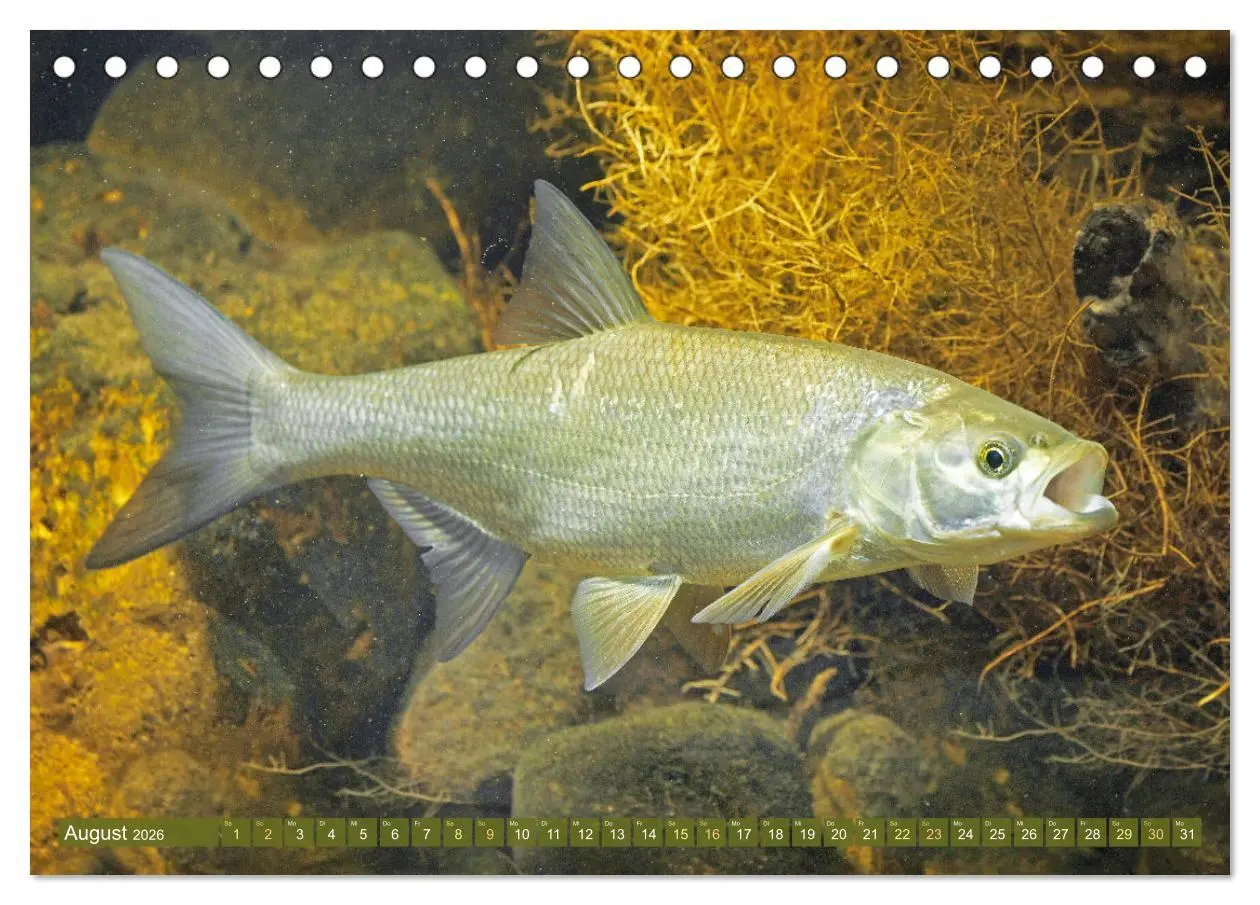 Bild: 9783457943229 | Fische in Teichen und Flüssen (Tischkalender 2026 DIN A5 quer),...