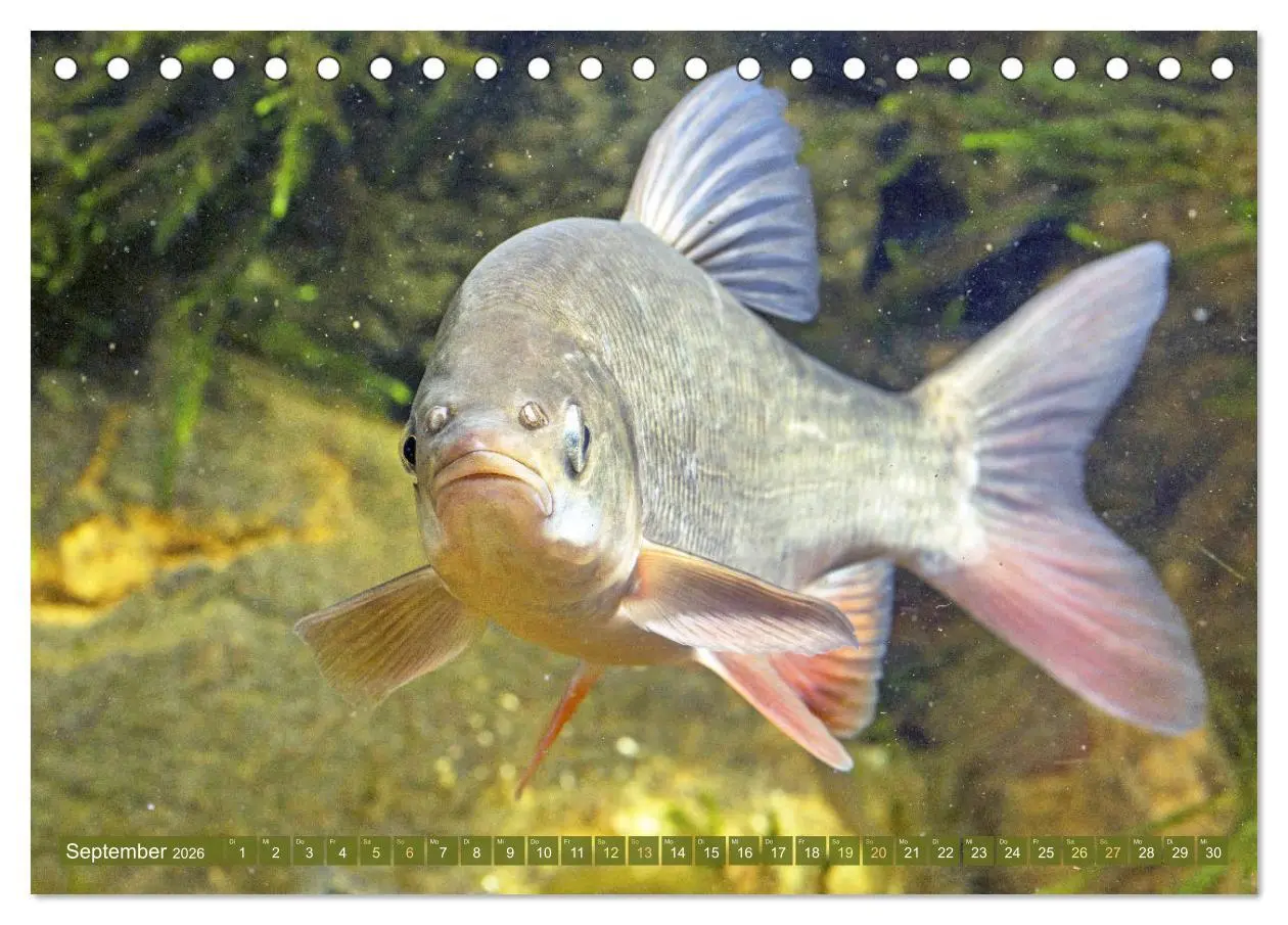 Bild: 9783457943229 | Fische in Teichen und Flüssen (Tischkalender 2026 DIN A5 quer),...