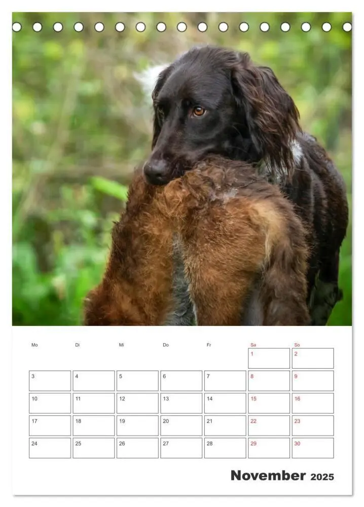 Bild: 9783457163429 | Geboren um zu Jagen. Der kleine Münsterländer (Tischkalender 2025...