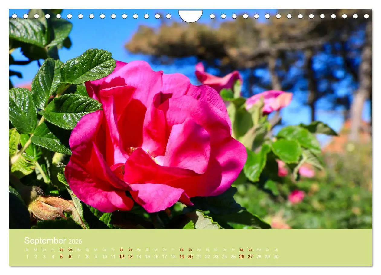Bild: 9783457693629 | Hiddensee mon amour (Wandkalender 2026 DIN A4 quer), CALVENDO...