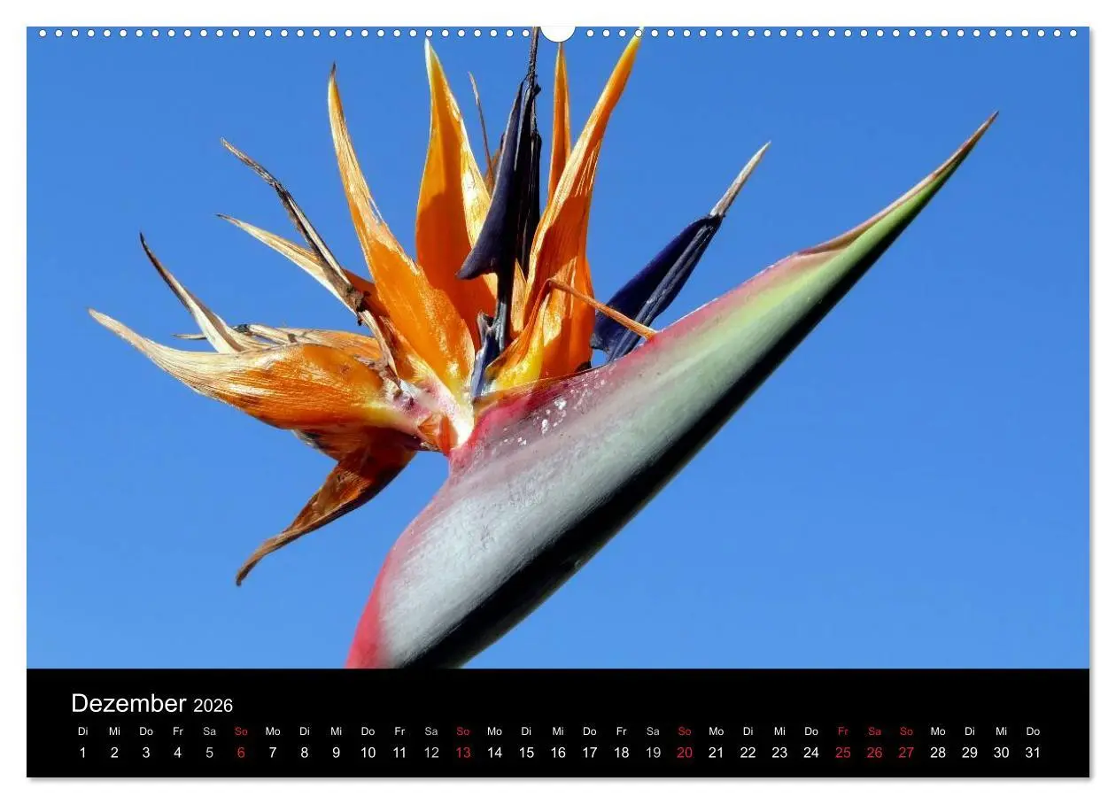 Bild: 9783516163629 | Madeira 2026 (Wandkalender 2026 DIN A2 quer), CALVENDO Monatskalender