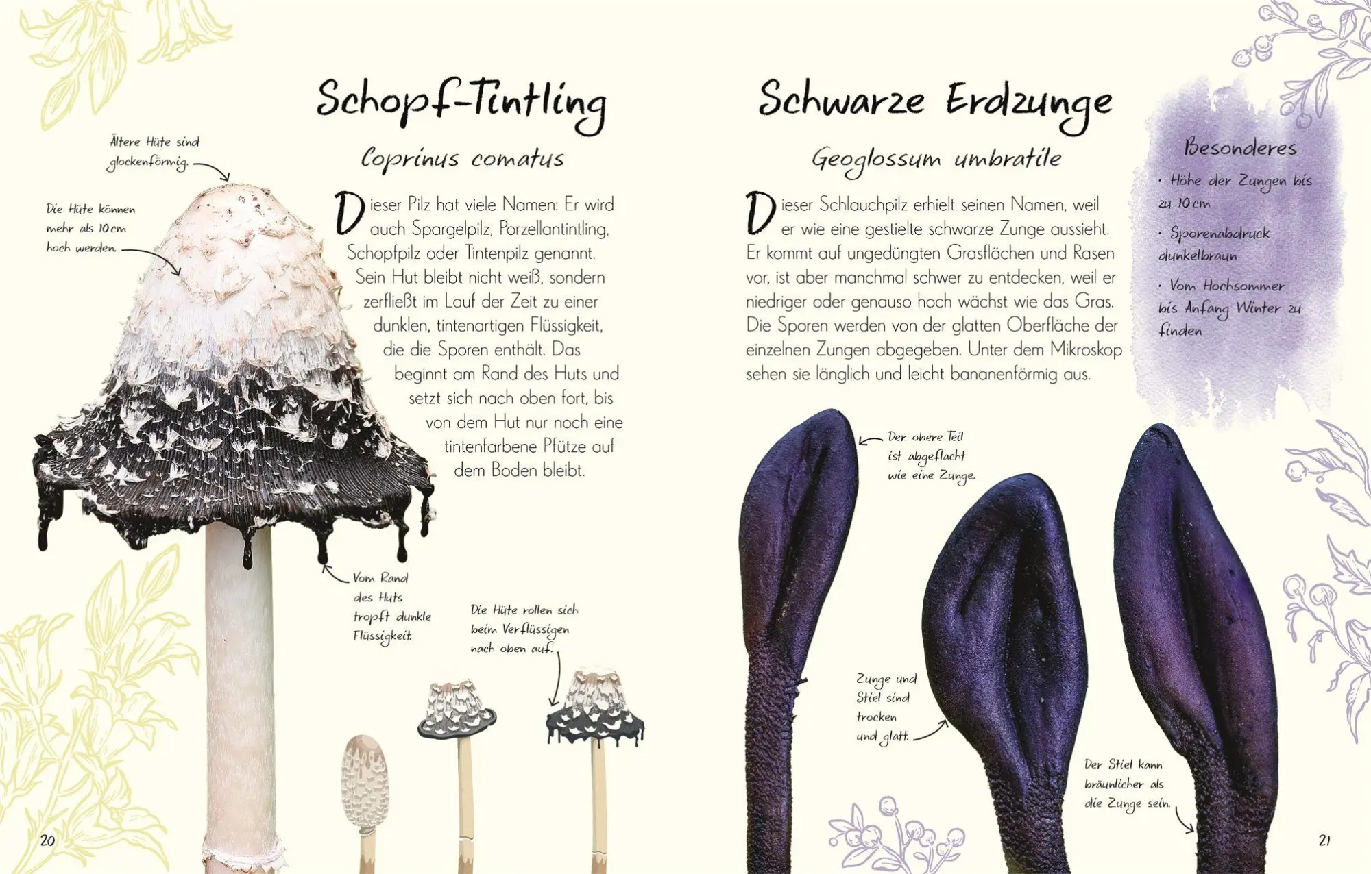 Bild: 9783831053629 | Wundervolle Welt - Kleine Schätze. Pilze | Ali Ashby (u. a.) | Buch