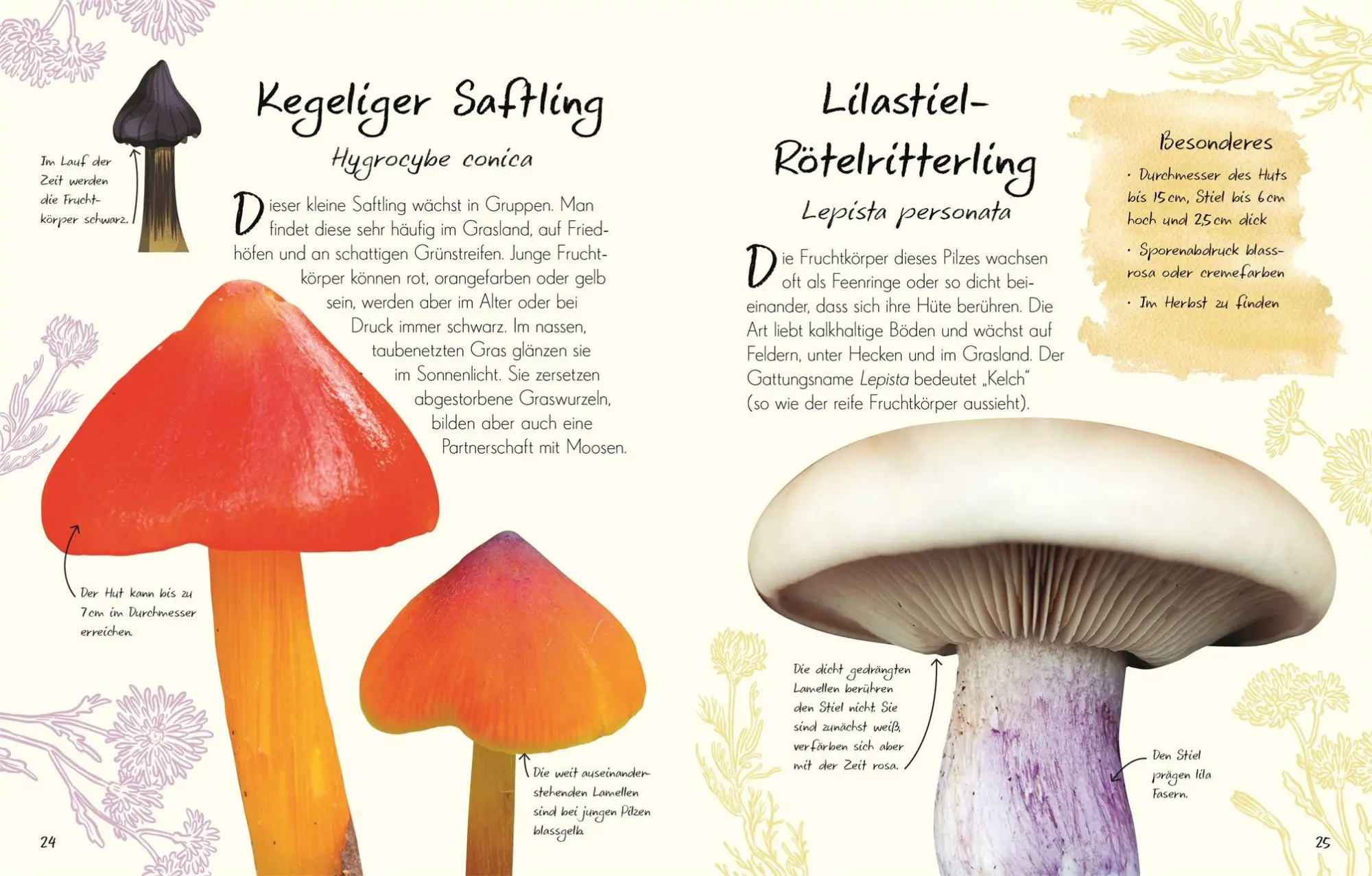 Bild: 9783831053629 | Wundervolle Welt - Kleine Schätze. Pilze | Ali Ashby (u. a.) | Buch