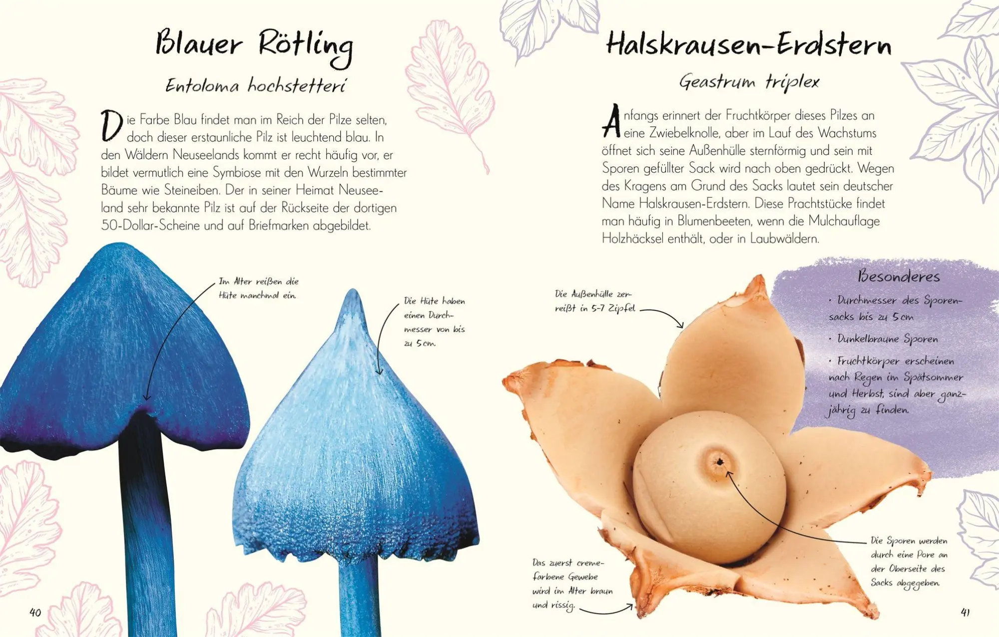Bild: 9783831053629 | Wundervolle Welt - Kleine Schätze. Pilze | Ali Ashby (u. a.) | Buch