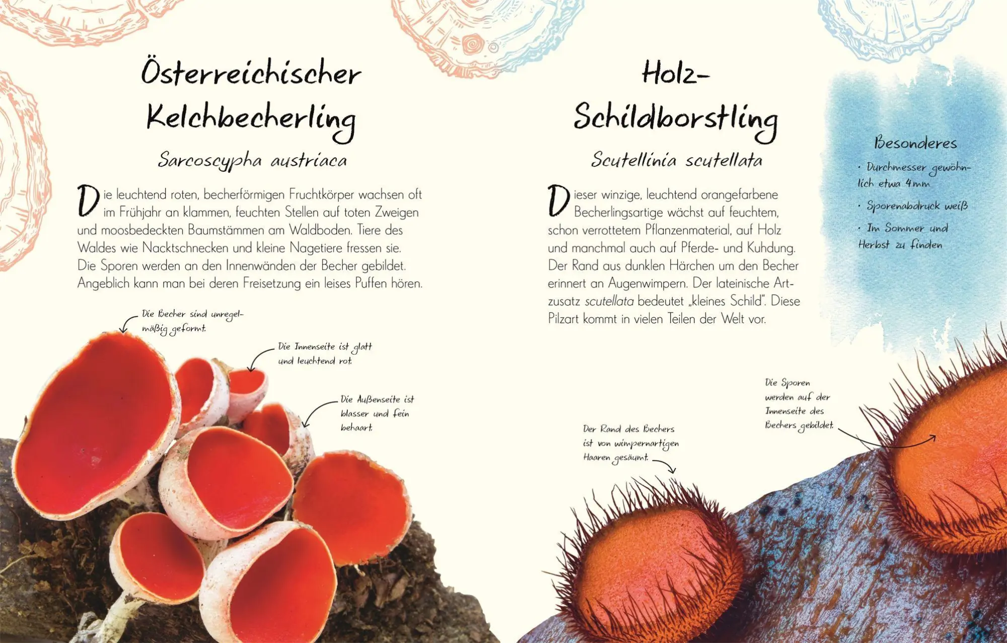 Bild: 9783831053629 | Wundervolle Welt - Kleine Schätze. Pilze | Ali Ashby (u. a.) | Buch