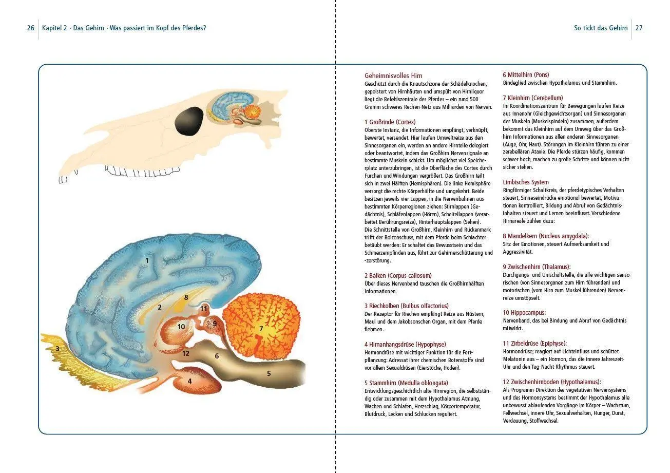 Bild: 9783275023929 | Dual-Aktivierung geritten | Michael Geitner | Buch | 144 S. | Deutsch
