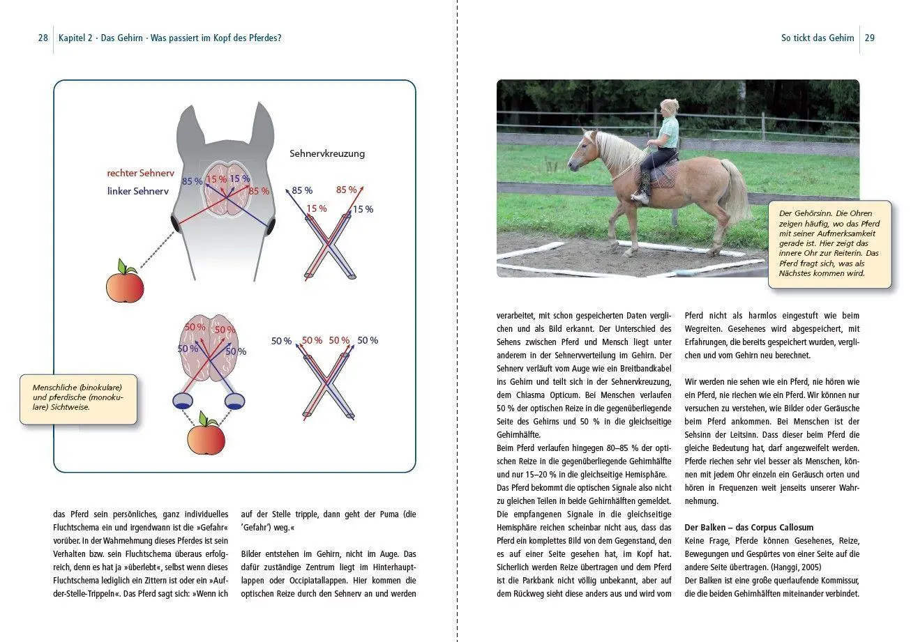 Bild: 9783275023929 | Dual-Aktivierung geritten | Michael Geitner | Buch | 144 S. | Deutsch