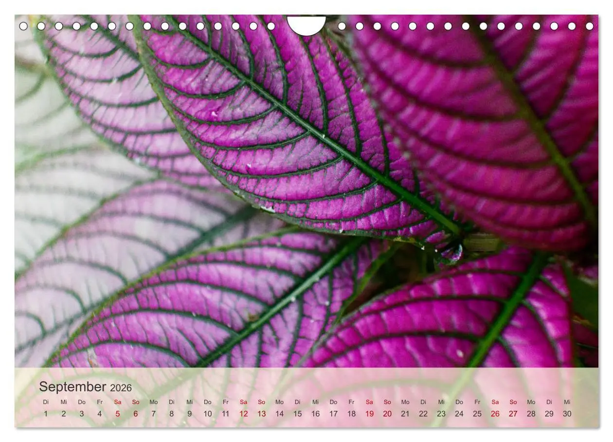 Bild: 9783457353929 | Bekanntes und Unbekanntes Costa Rica (Wandkalender 2026 DIN A4...