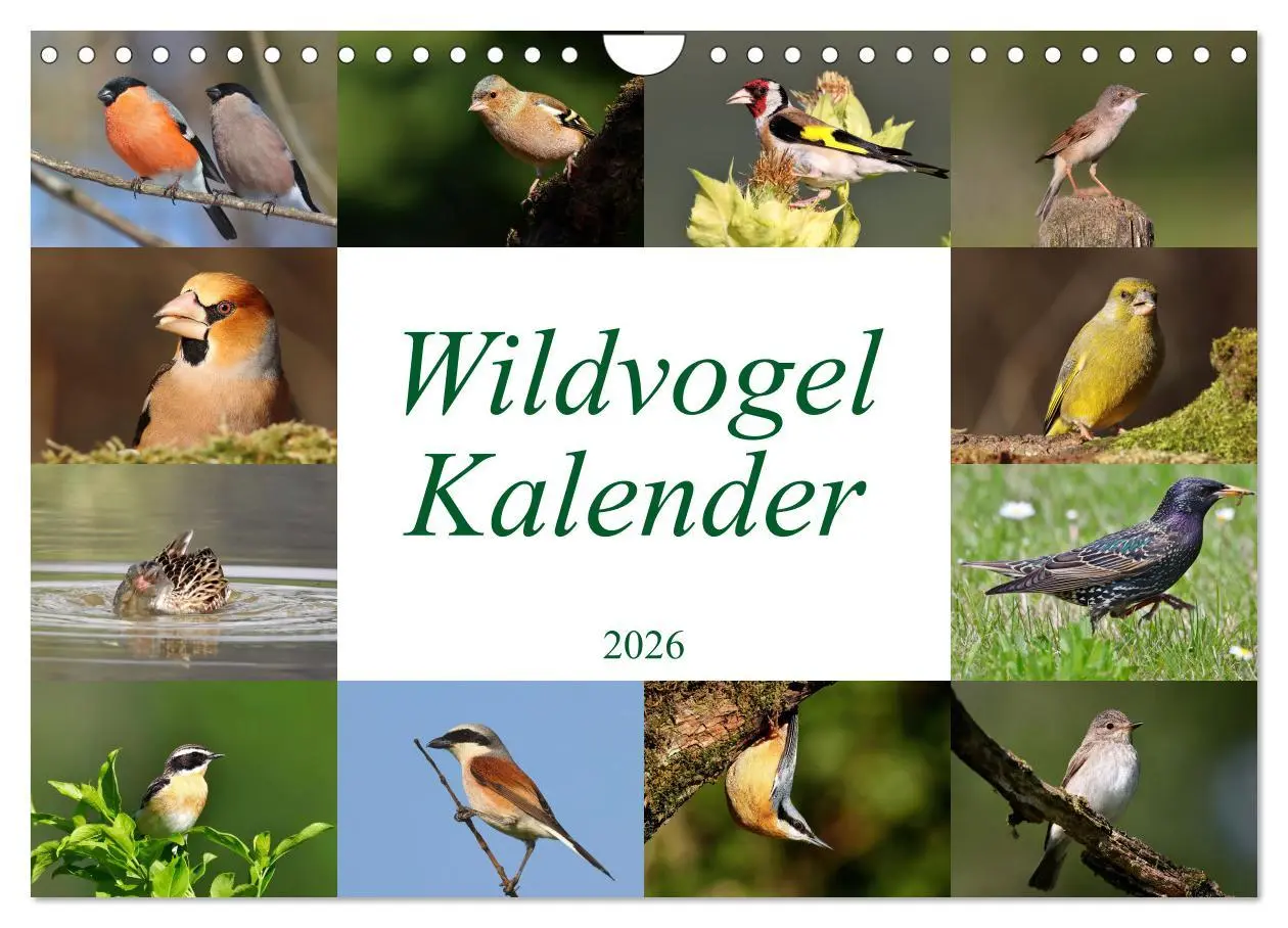 Cover: 9783457554029 | Wildvogelkalender (Wandkalender 2026 DIN A4 quer), CALVENDO...