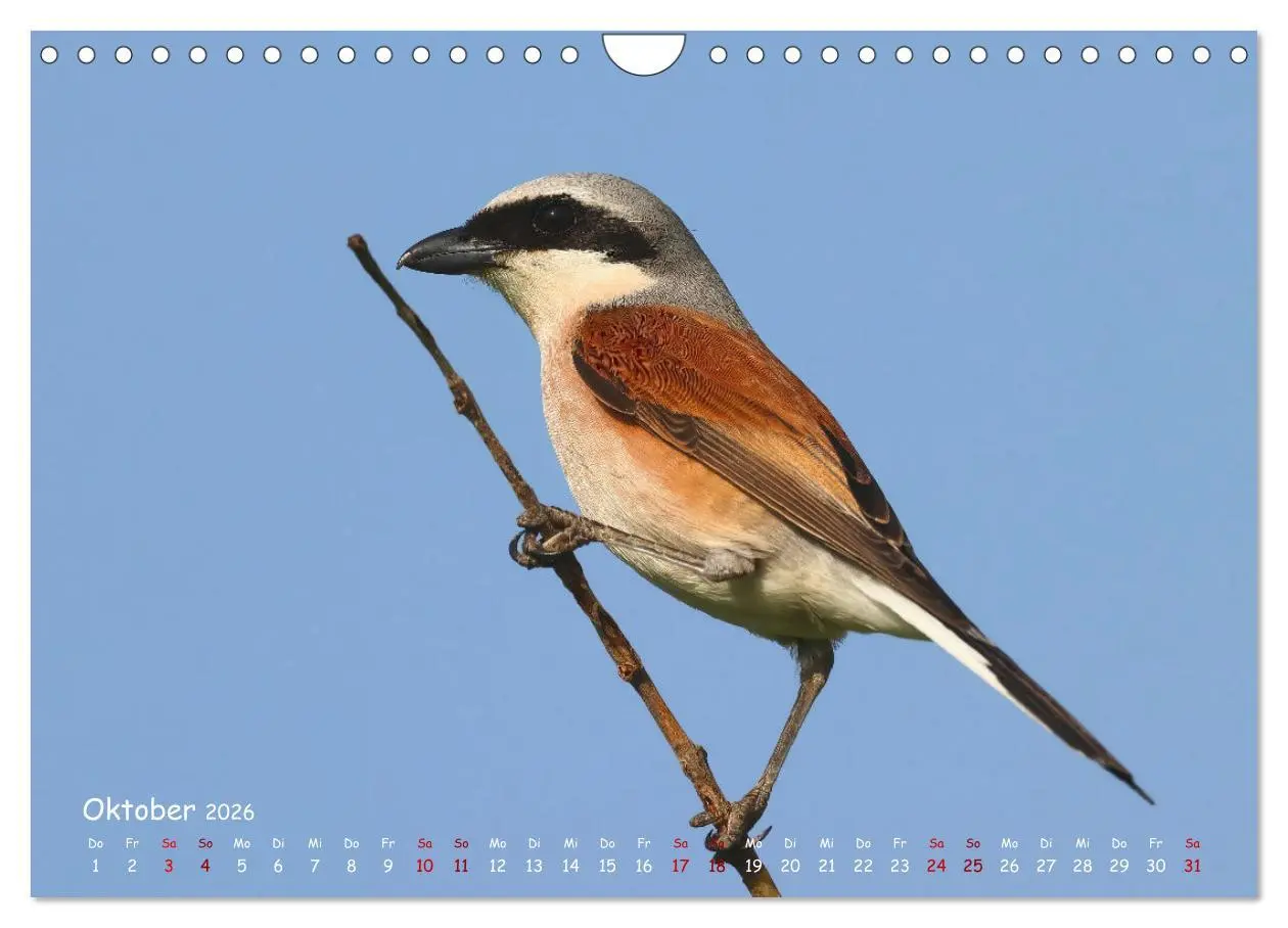 Bild: 9783457554029 | Wildvogelkalender (Wandkalender 2026 DIN A4 quer), CALVENDO...