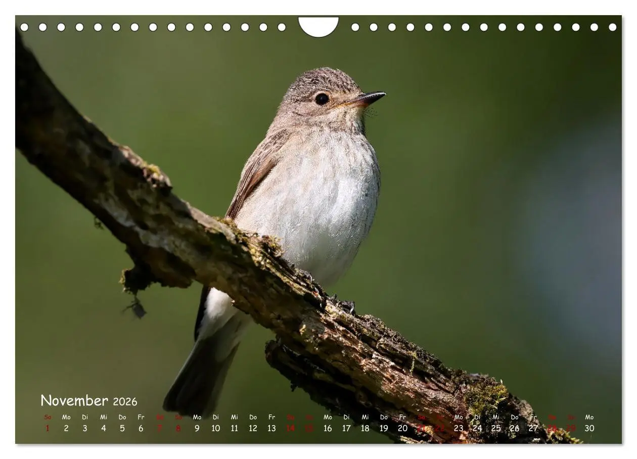 Bild: 9783457554029 | Wildvogelkalender (Wandkalender 2026 DIN A4 quer), CALVENDO...