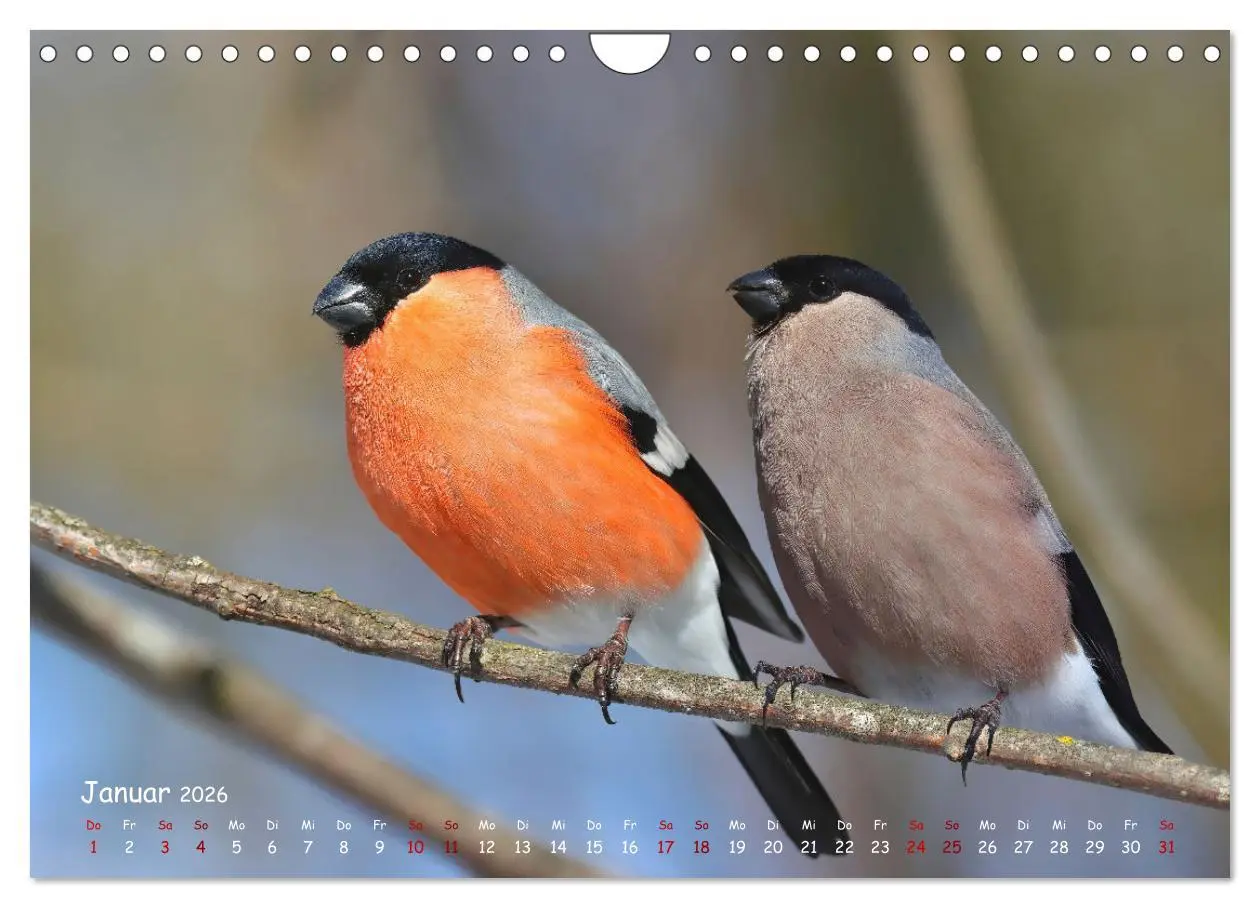 Bild: 9783457554029 | Wildvogelkalender (Wandkalender 2026 DIN A4 quer), CALVENDO...