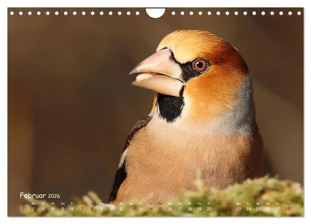 Bild: 9783457554029 | Wildvogelkalender (Wandkalender 2026 DIN A4 quer), CALVENDO...