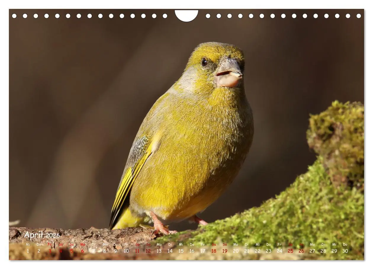 Bild: 9783457554029 | Wildvogelkalender (Wandkalender 2026 DIN A4 quer), CALVENDO...