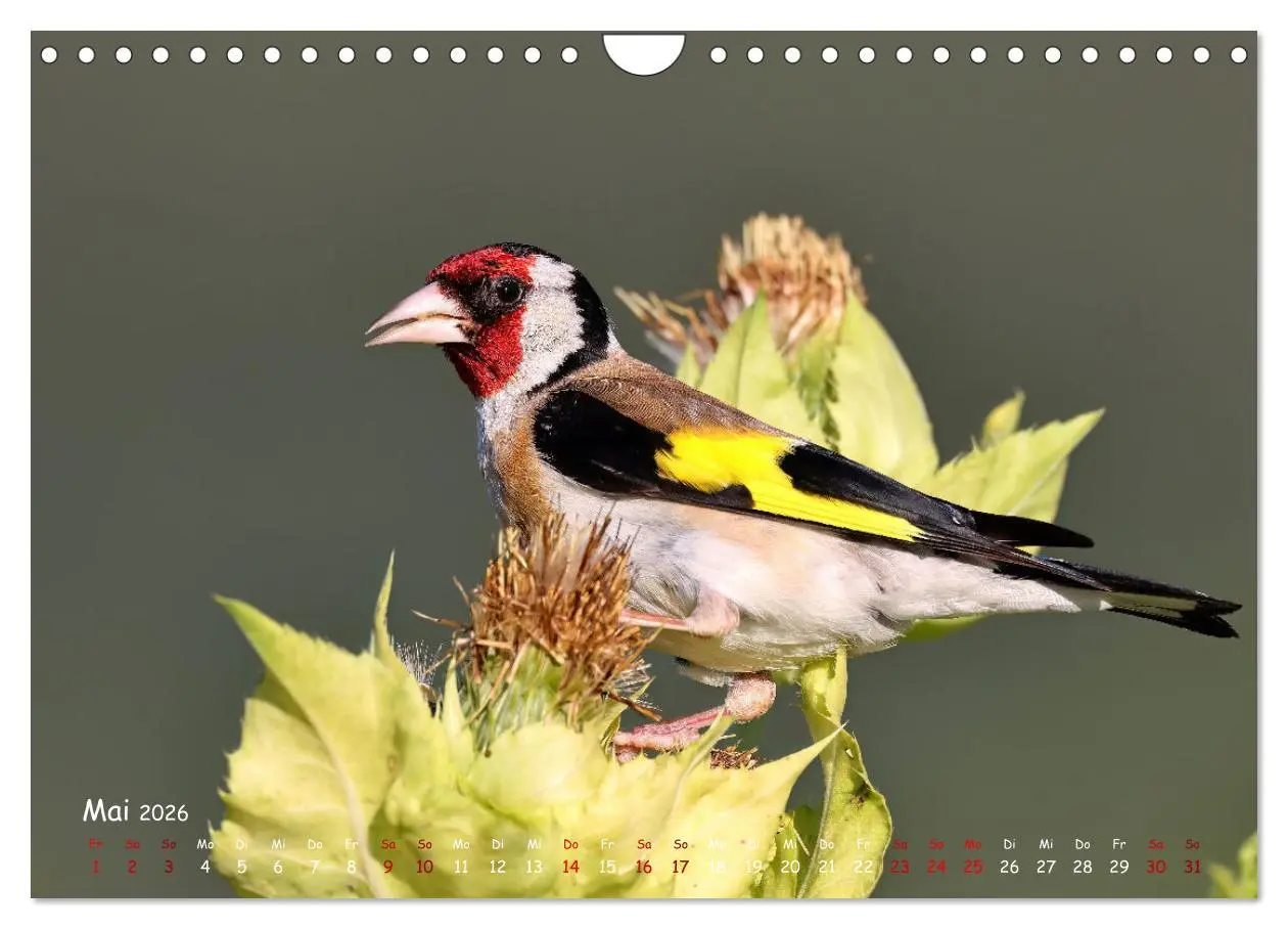 Bild: 9783457554029 | Wildvogelkalender (Wandkalender 2026 DIN A4 quer), CALVENDO...