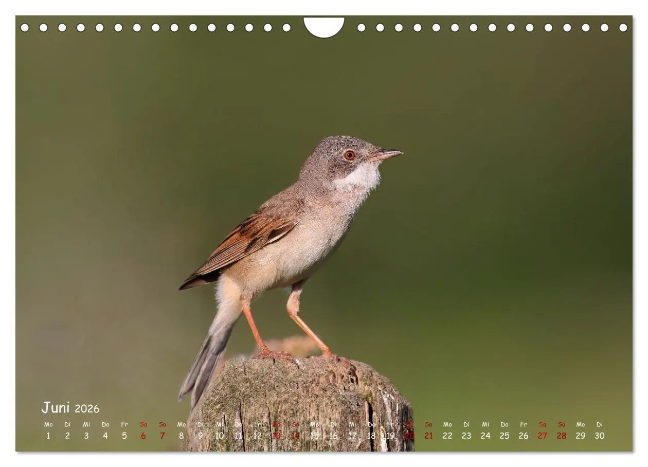 Bild: 9783457554029 | Wildvogelkalender (Wandkalender 2026 DIN A4 quer), CALVENDO...