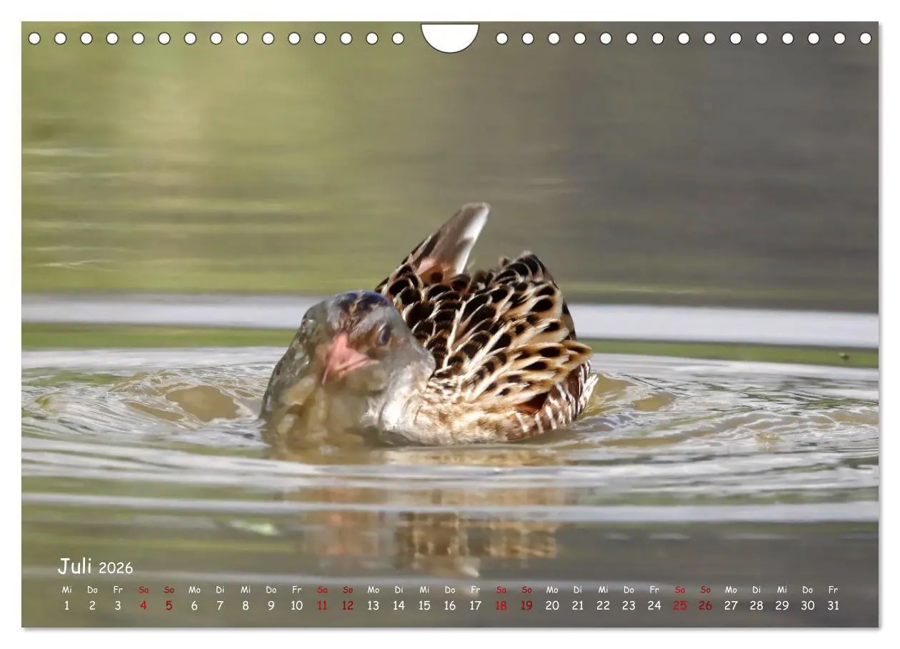 Bild: 9783457554029 | Wildvogelkalender (Wandkalender 2026 DIN A4 quer), CALVENDO...