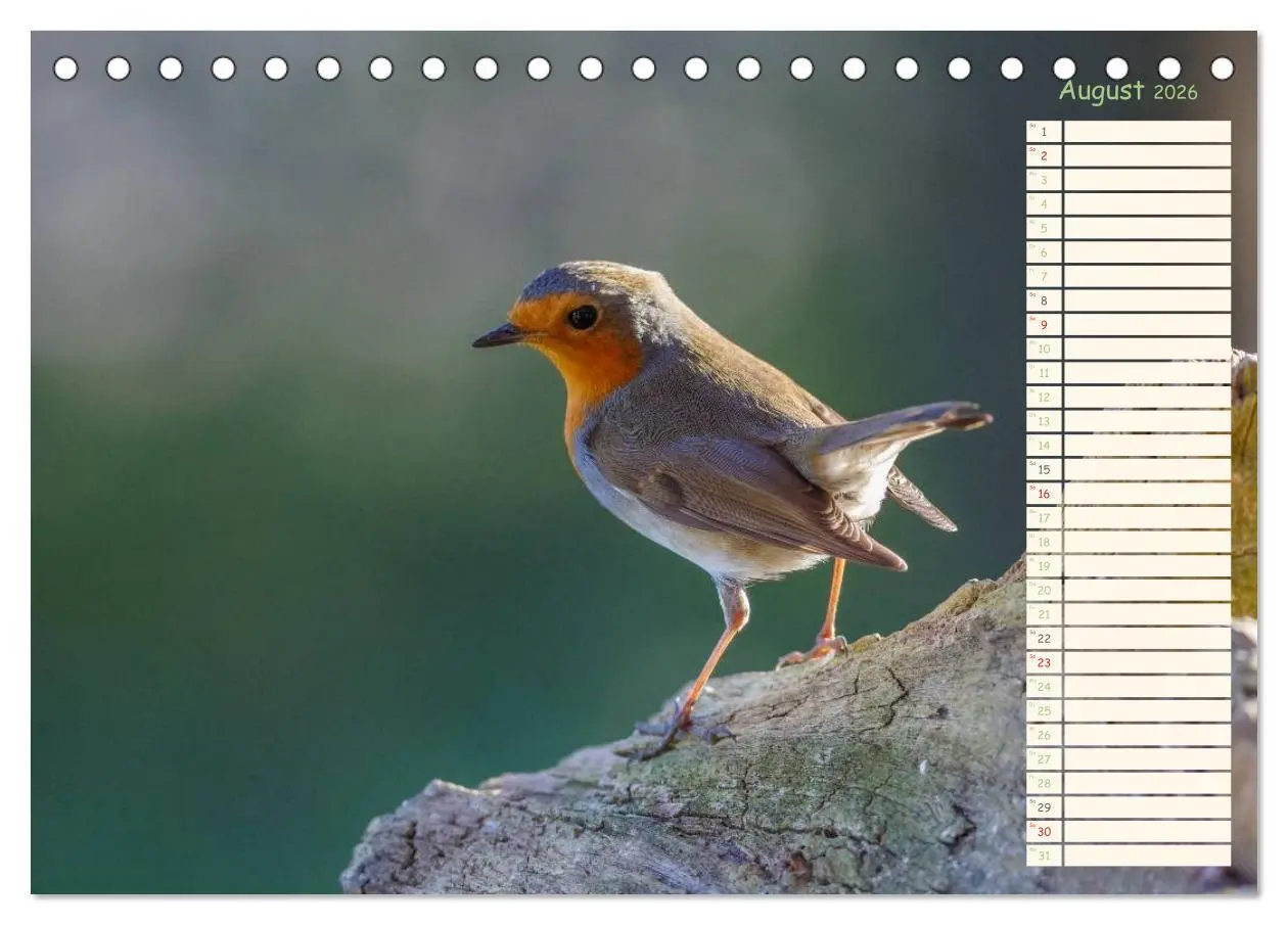 Bild: 9783516014129 | Gefiederte Schönheiten - Das Rotkehlchen / Planer (Tischkalender...