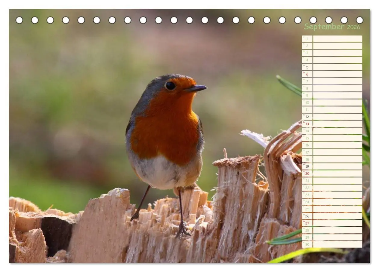Bild: 9783516014129 | Gefiederte Schönheiten - Das Rotkehlchen / Planer (Tischkalender...