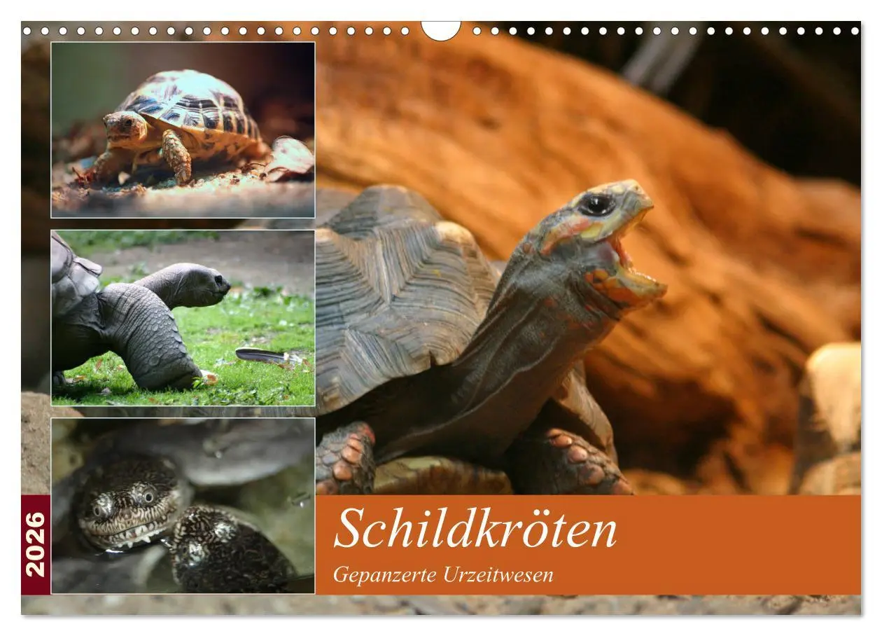 Cover: 9783516184129 | Schildkröten - Gepanzerte Urzeitwesen (Wandkalender 2026 DIN A3...