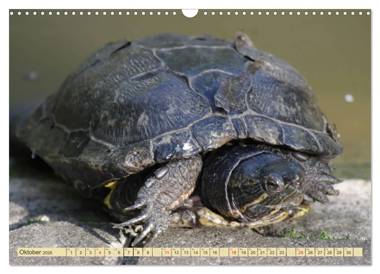 Bild: 9783516184129 | Schildkröten - Gepanzerte Urzeitwesen (Wandkalender 2026 DIN A3...