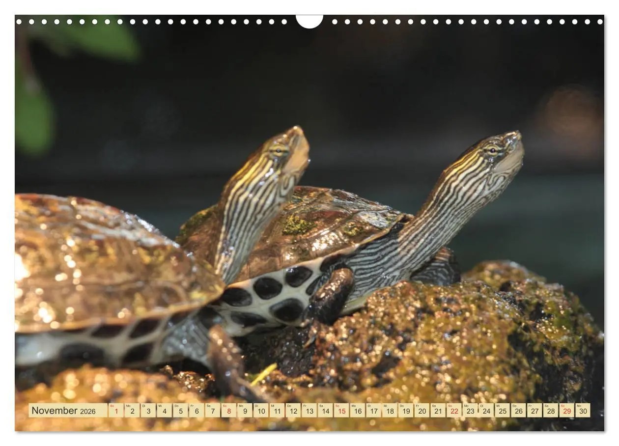 Bild: 9783516184129 | Schildkröten - Gepanzerte Urzeitwesen (Wandkalender 2026 DIN A3...