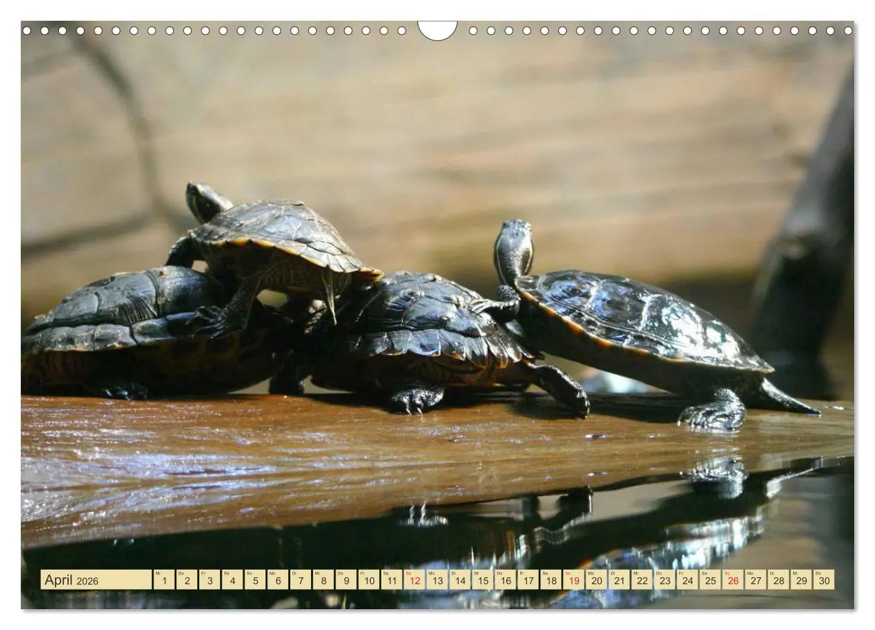 Bild: 9783516184129 | Schildkröten - Gepanzerte Urzeitwesen (Wandkalender 2026 DIN A3...