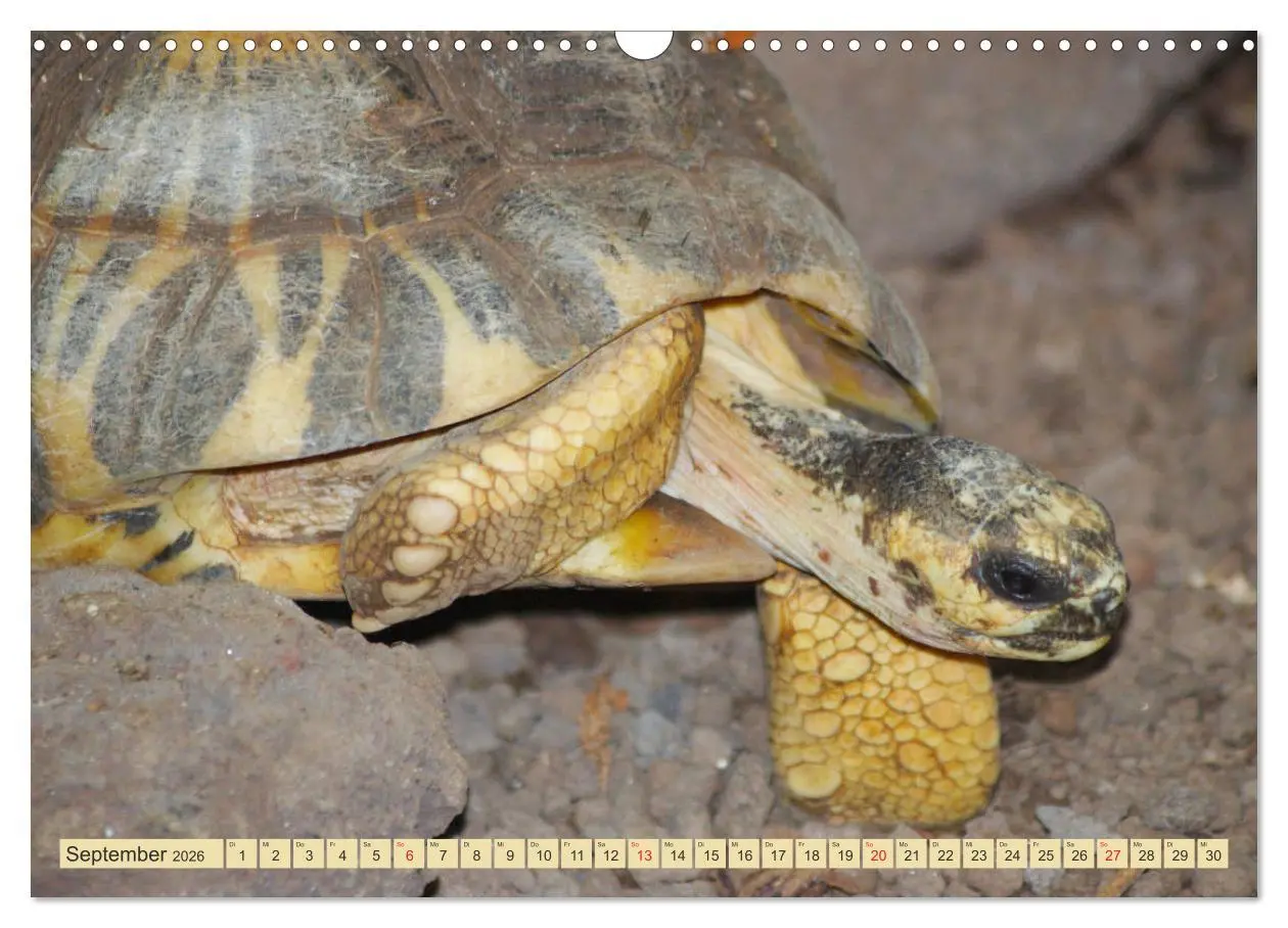 Bild: 9783516184129 | Schildkröten - Gepanzerte Urzeitwesen (Wandkalender 2026 DIN A3...